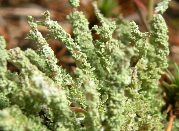 Cladonia squamosa?